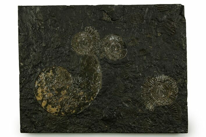 Fossil Ammonite Cluster - Posidonia Shale, Germany #378181
